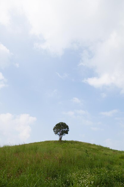 写真 天空を背景にフィールドの景色