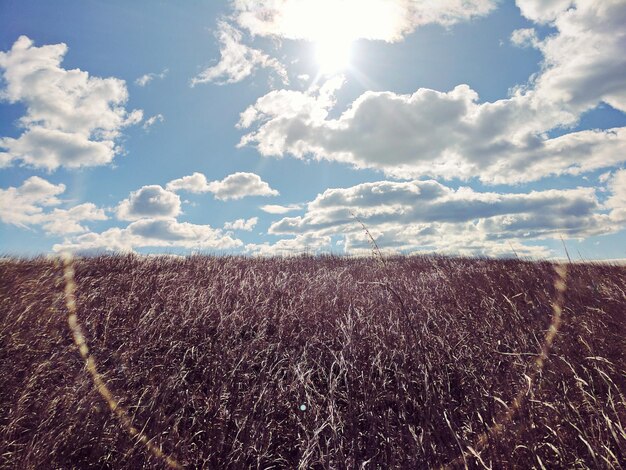 写真 天空を背景にフィールドの景色