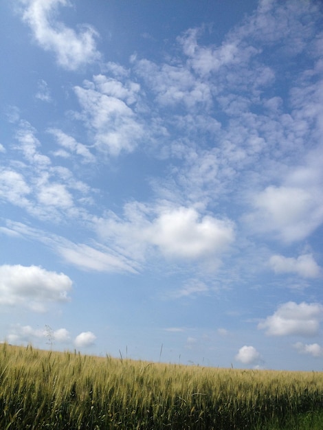 Фото Пейзажный вид на поле на фоне неба