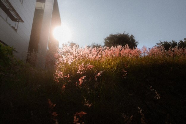 写真 天空を背景にフィールドの景色