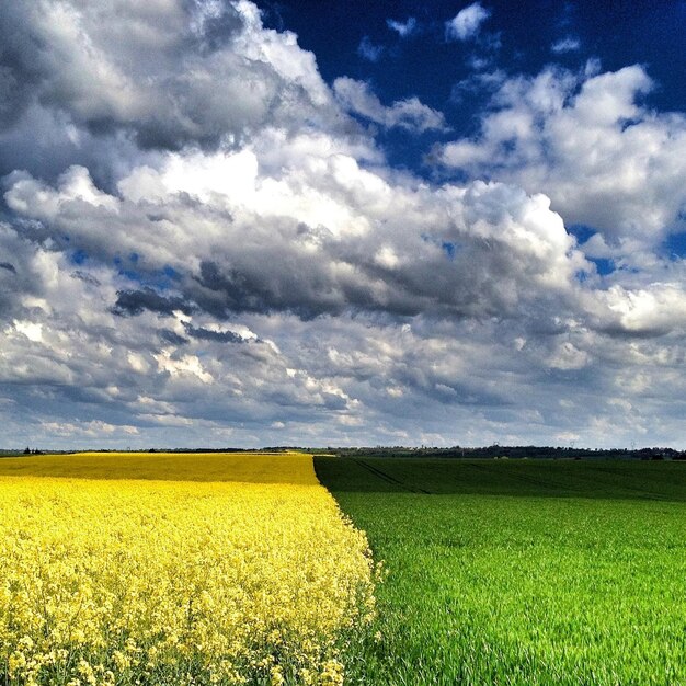 Фото Сценный вид на поле на фоне неба