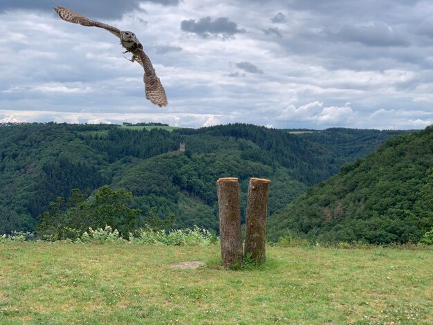 写真 天空を背景にフィールドの景色