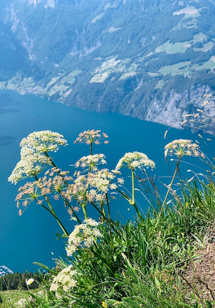 写真 陸上 の 花 の 植物 の 景色