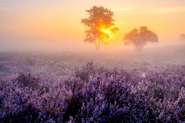 写真 夕暮れ の 時 に 畑 に く 樹木 の 景色