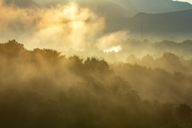 写真 霧の天候で空を背景にした森の景色
