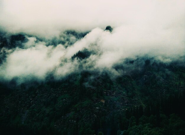 写真 空に照らされた森の景色