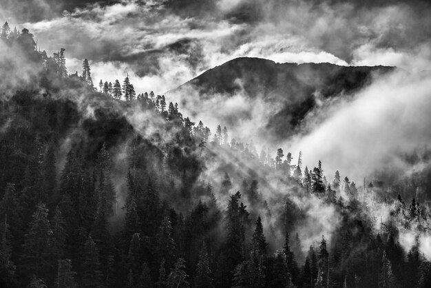 写真 霧の天気中の森の景色