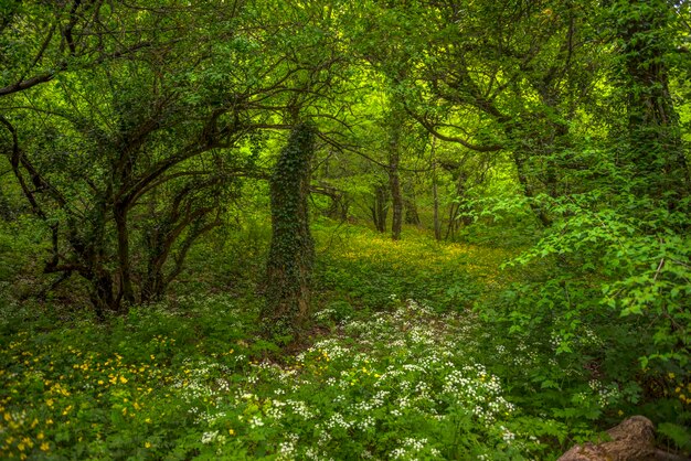 Фото Красивый вид на лес