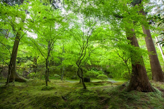 사진 숲 의 풍경