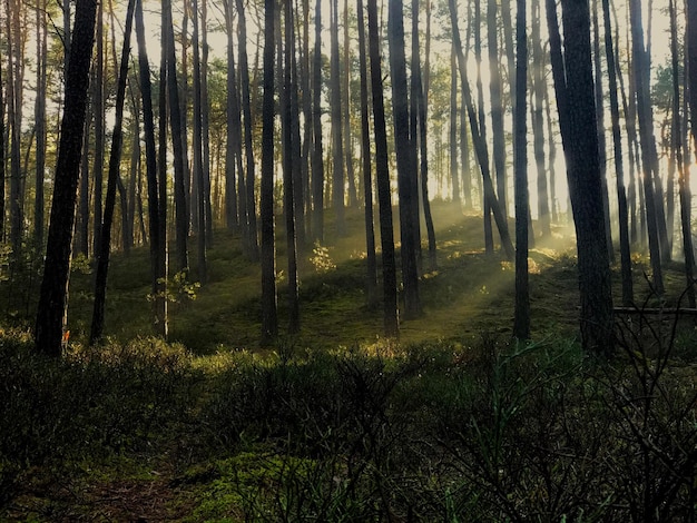 写真 森 の 景色