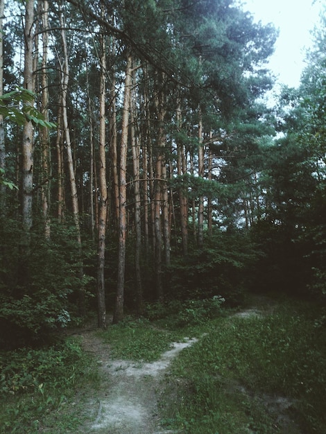 Фото Красивый вид на лес