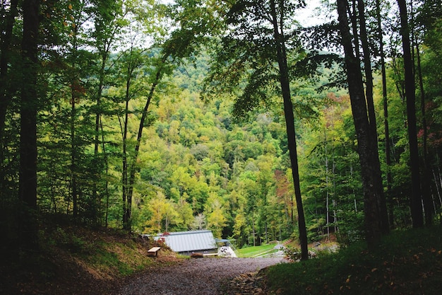 写真 森 の 景色