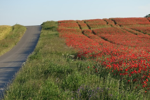 写真 晴れた空を背景に草原の景色