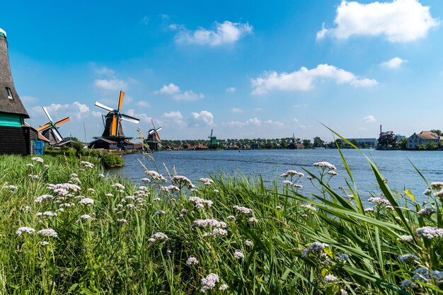 Фото Пейзаж голландских ветряных мельниц с растениями на фоне неба