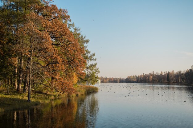 写真 秋の晴れた空を背景に湖の景色