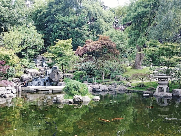 写真 畑の木々に照らされた湖の景色