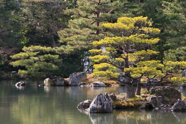 Фото Красивый вид на озеро на фоне деревьев