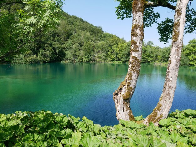 写真 樹木 の 背後 に ある 湖 の 景色