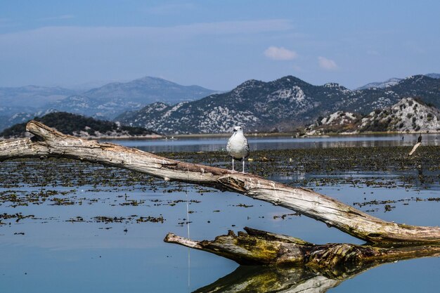 写真 空の背景にある湖と山の景色