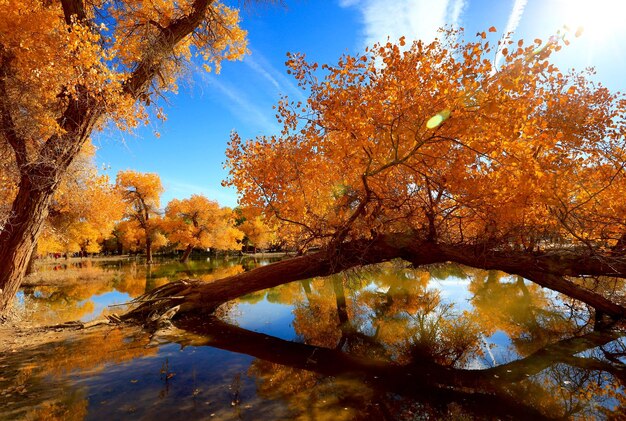 写真 森の中の秋の木々による湖の景色