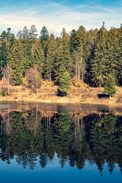 写真 天空を背景に木々から見える湖の景色