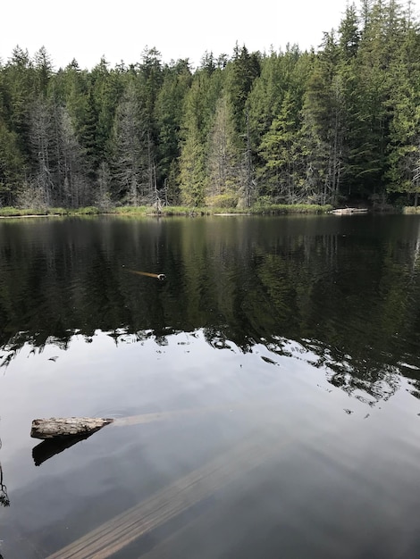 写真 森の中の木々から見える湖の景色