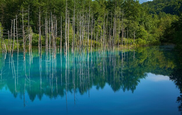 写真 森の中の湖の景色