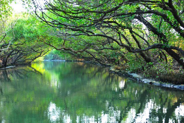 写真 森の中の湖の景色