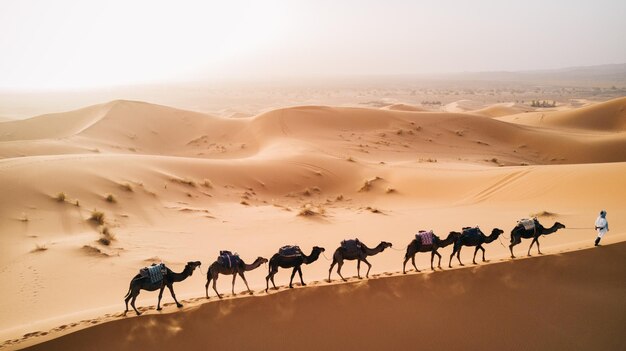Фото Сценический вид человека с верблюдами в пустыне на фоне ясного неба