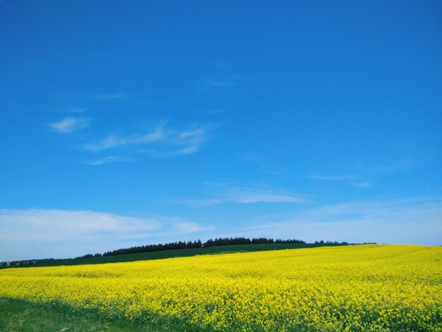 写真 青い空の背景にある油<unk>畑の風景