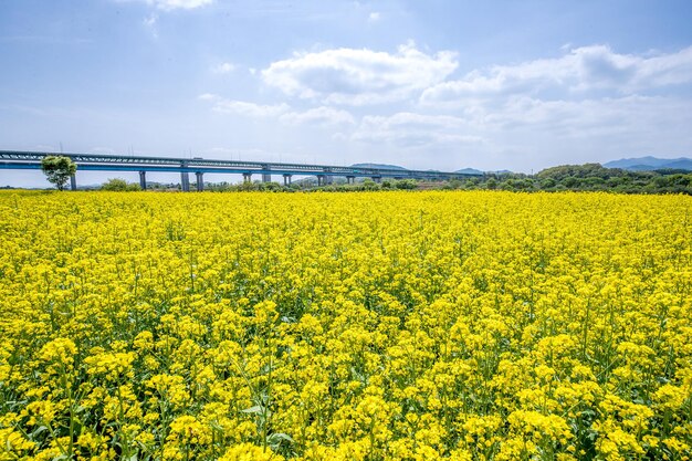 写真 天空を背景にオイルシードラップの畑の風景