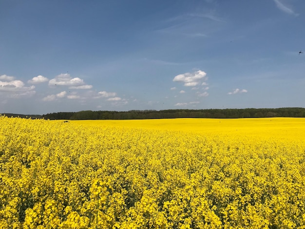 Фото Пейзажный вид на поле рапса на фоне неба