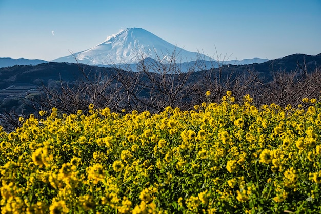 写真 空に照らされた油<unk>畑の景色