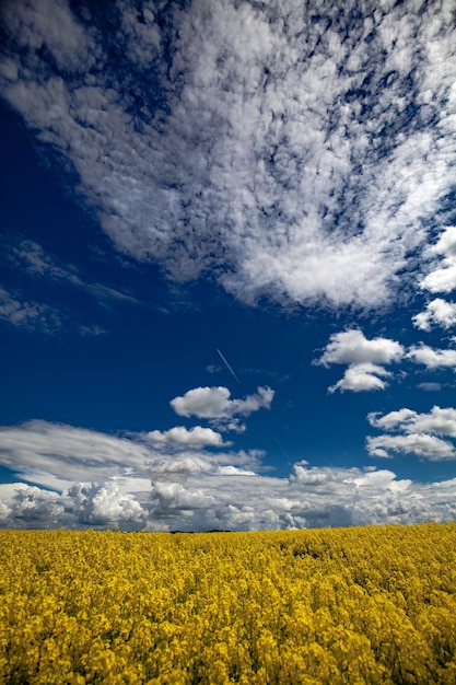 写真 天空を背景にオイルシードラップの畑の風景