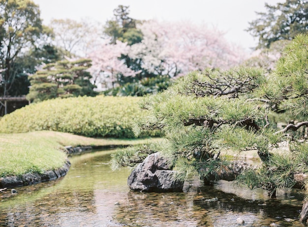 写真 空に照らされた公園の景色