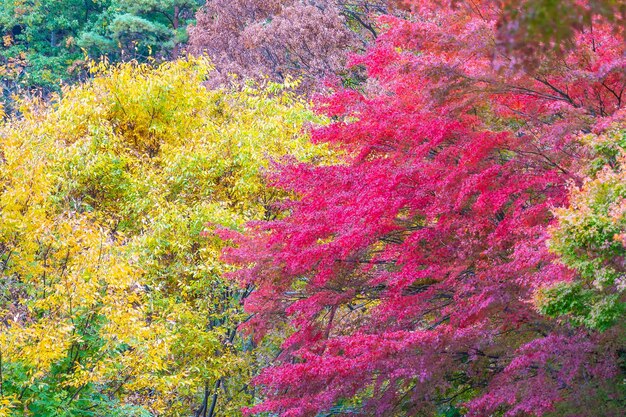 写真 秋にピンクの花を ⁇ かせる木の景色