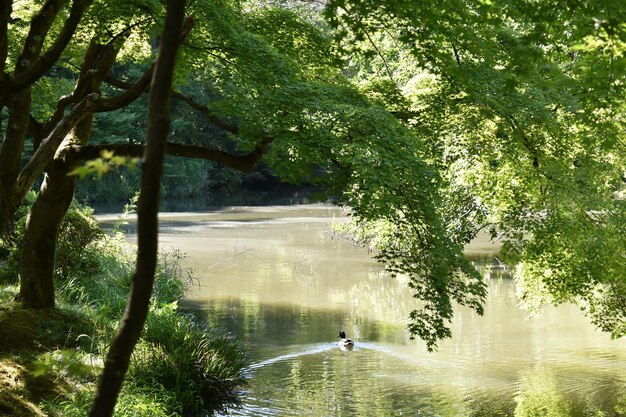 写真 森の中の池の景色