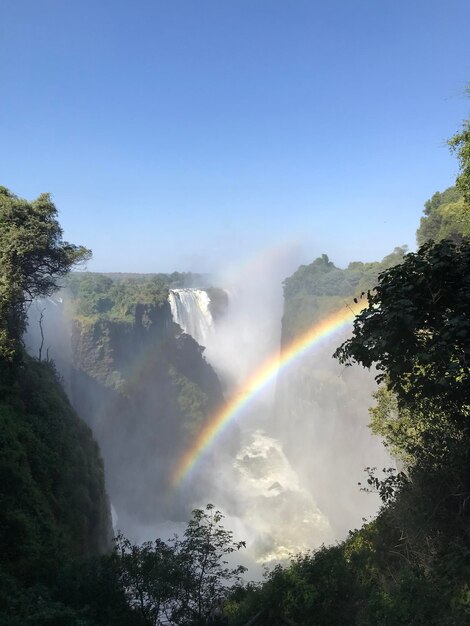 写真 晴れた空を背景に木々の上の虹の風景