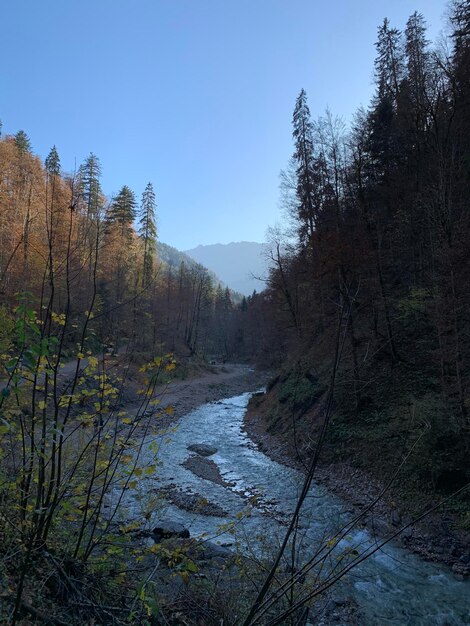 写真 天空を背景に樹木の中の川の風景