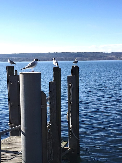 写真 晴れた青い空に照らされた海の景色