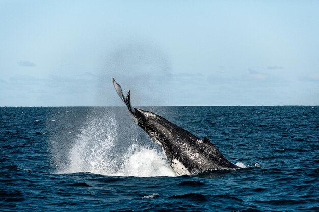 写真 空に照らされた海の景色