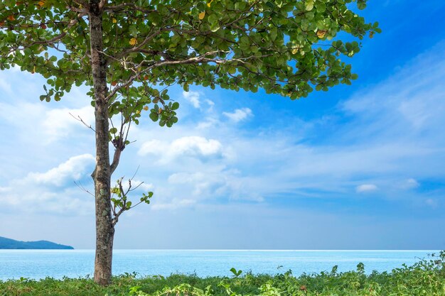 写真 空に照らされた海の景色