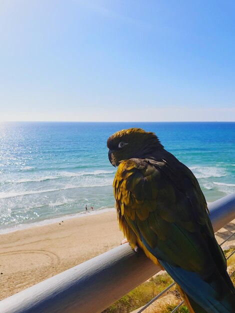 写真 空に照らされた海の景色