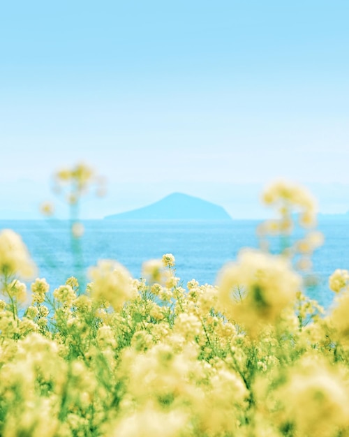 写真 空の背景にある海と植物の景色