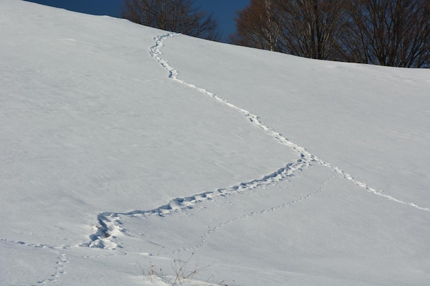 写真 雪 に 覆わ れ た 土地 の 景色