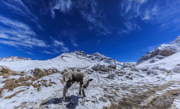 写真 青い空を背景に雪に覆われた山の景色