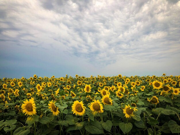 写真 雲の空に照らされた日<unk>畑の風景