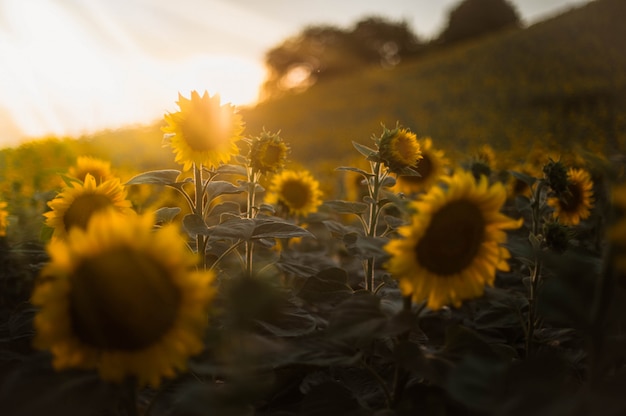 写真 日没時にひまわり畑の美しい景色