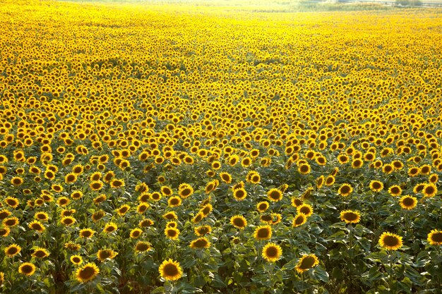 写真 太陽<unk>畑の風景