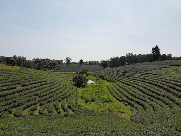 写真 天空を背景にした茶畑の景色